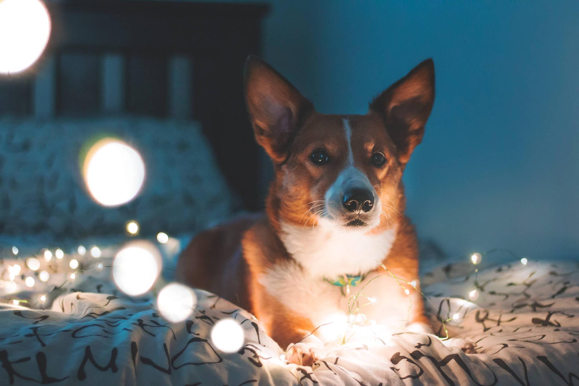 1920x1280 Download Corgi On Bed Lights Wallpaper