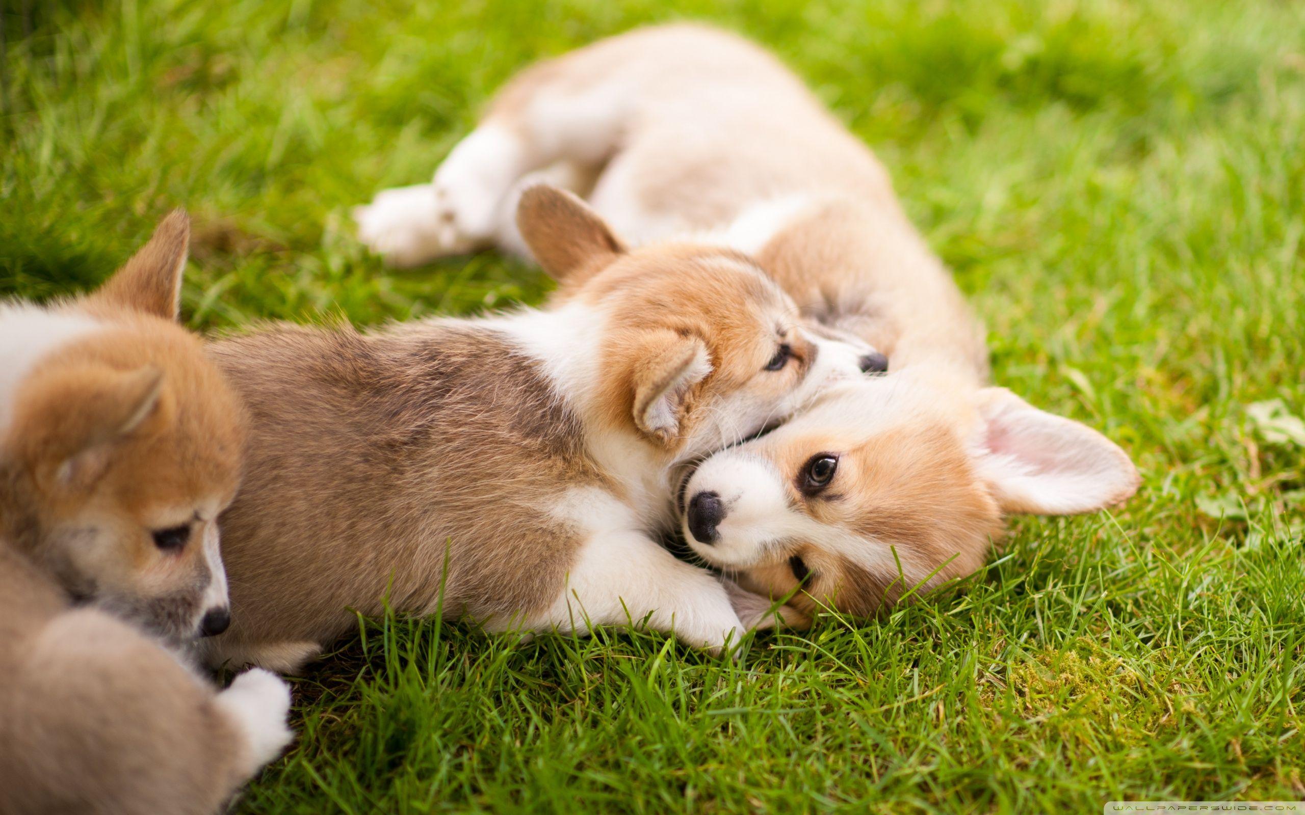 2560x1600 Corgi Dog Wallpaper