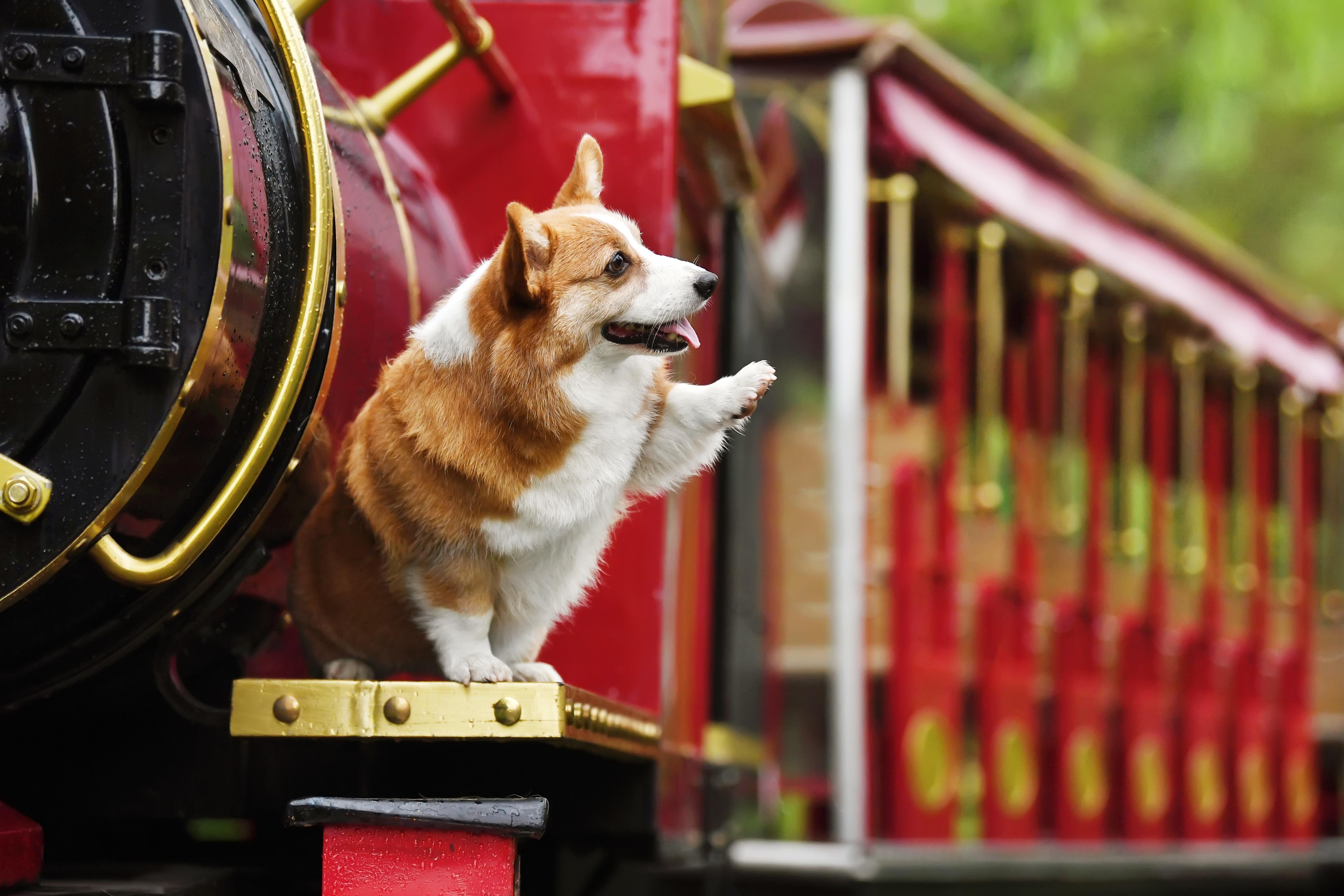5149x3433 4K Corgi Wallpaper and Background Image