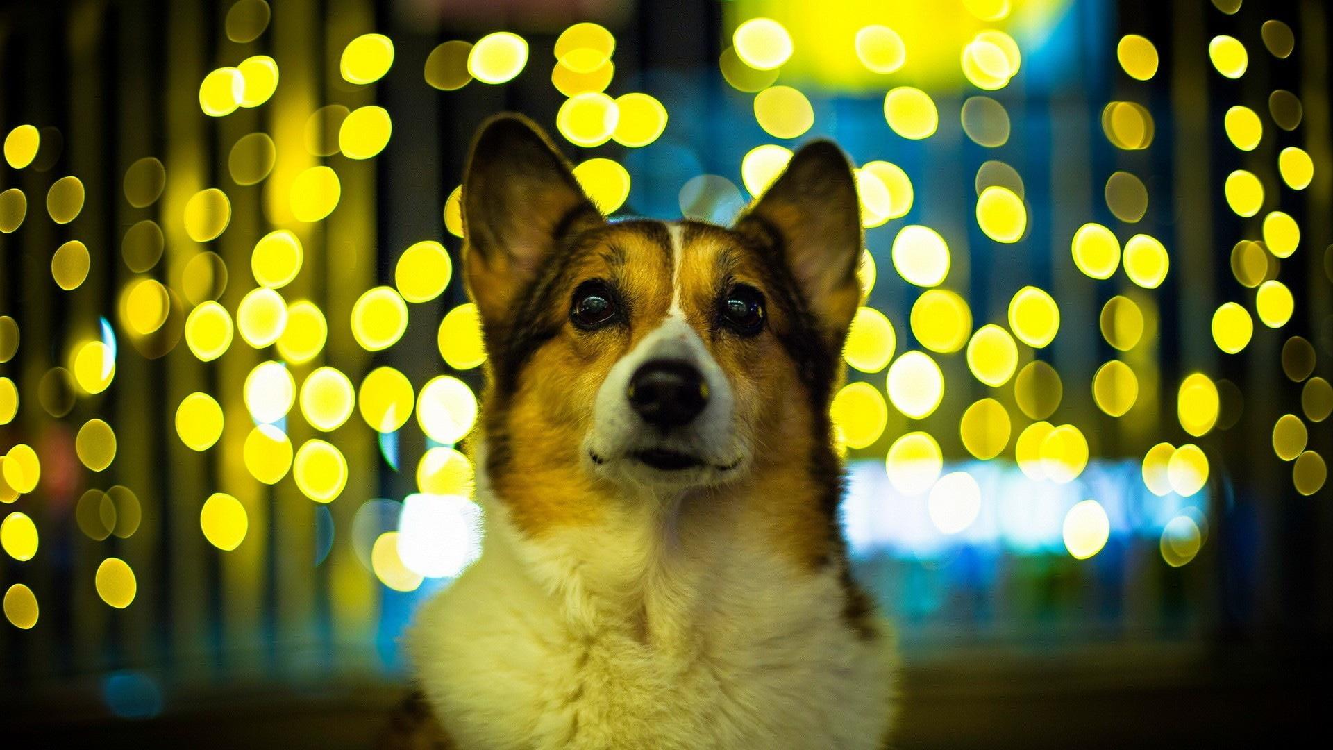 1920x1080 Wallpaper / Corgi, dog, pet, animals, looking at viewer, yellow, lights, bokeh free download