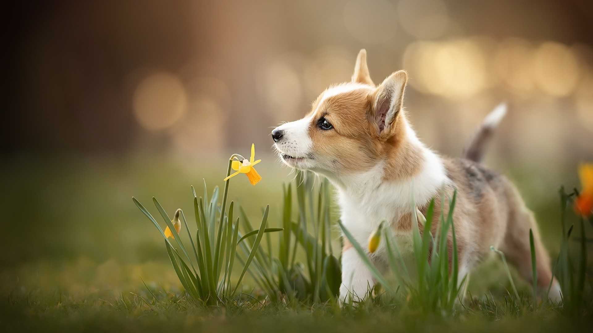 1920x1080 Laptop Corgi Wallpaper
