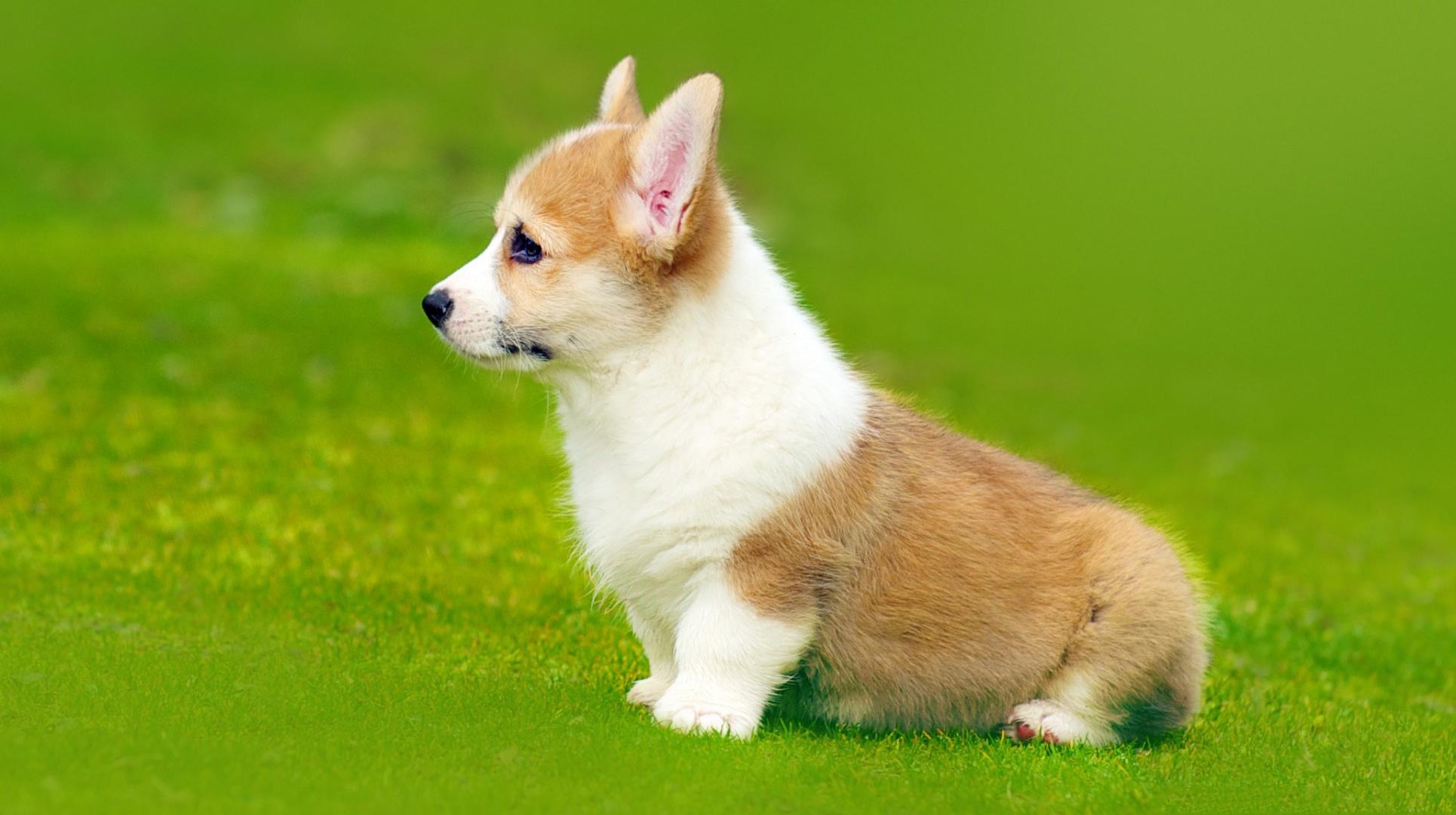 1930x1080 Corgi HD Wallpaper and Background