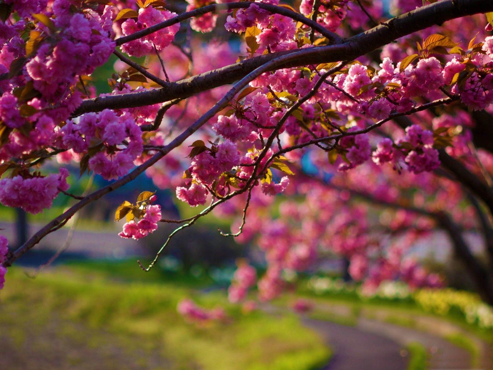 1600x1200 Spring Cherry Blossom, High Definition, High Quality