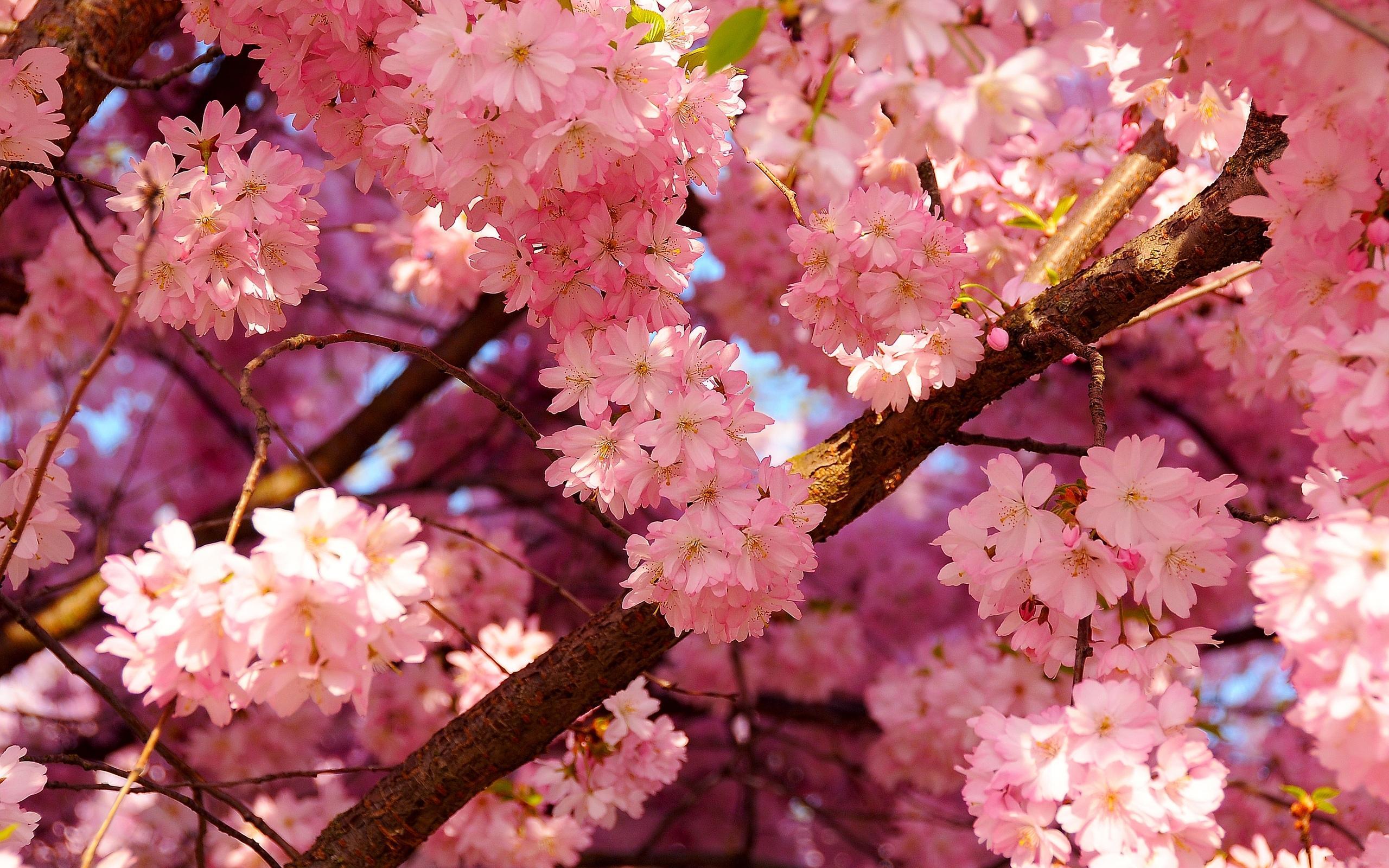 2560x1600 Cherry Blossom Wallpaper for PC. Full HD Picture