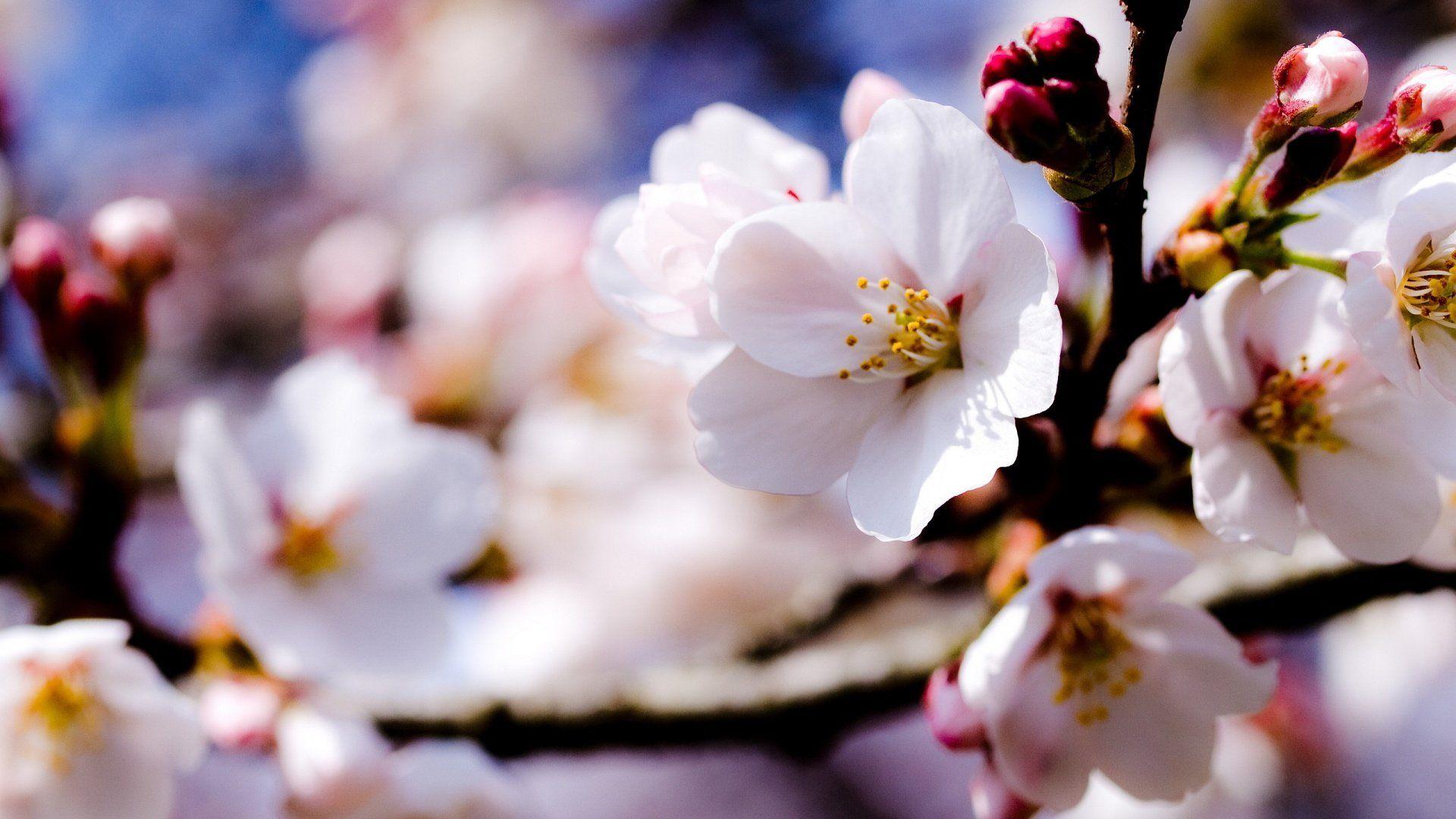 1920x1080 Spring Cherry Blossoms 829668
