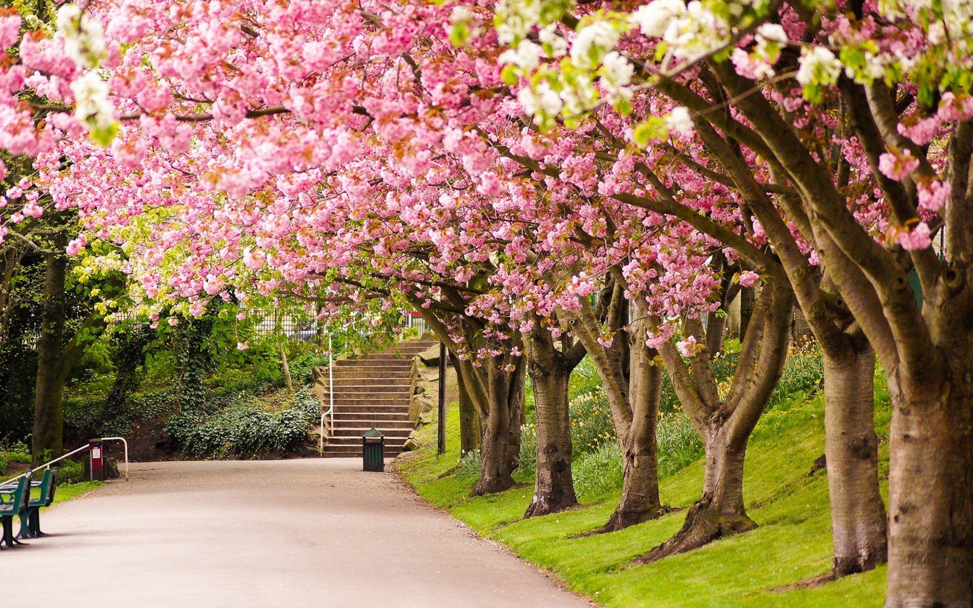 1920x1200 Wallpaper sheffield, england, park, tree, cherry, blossom, road