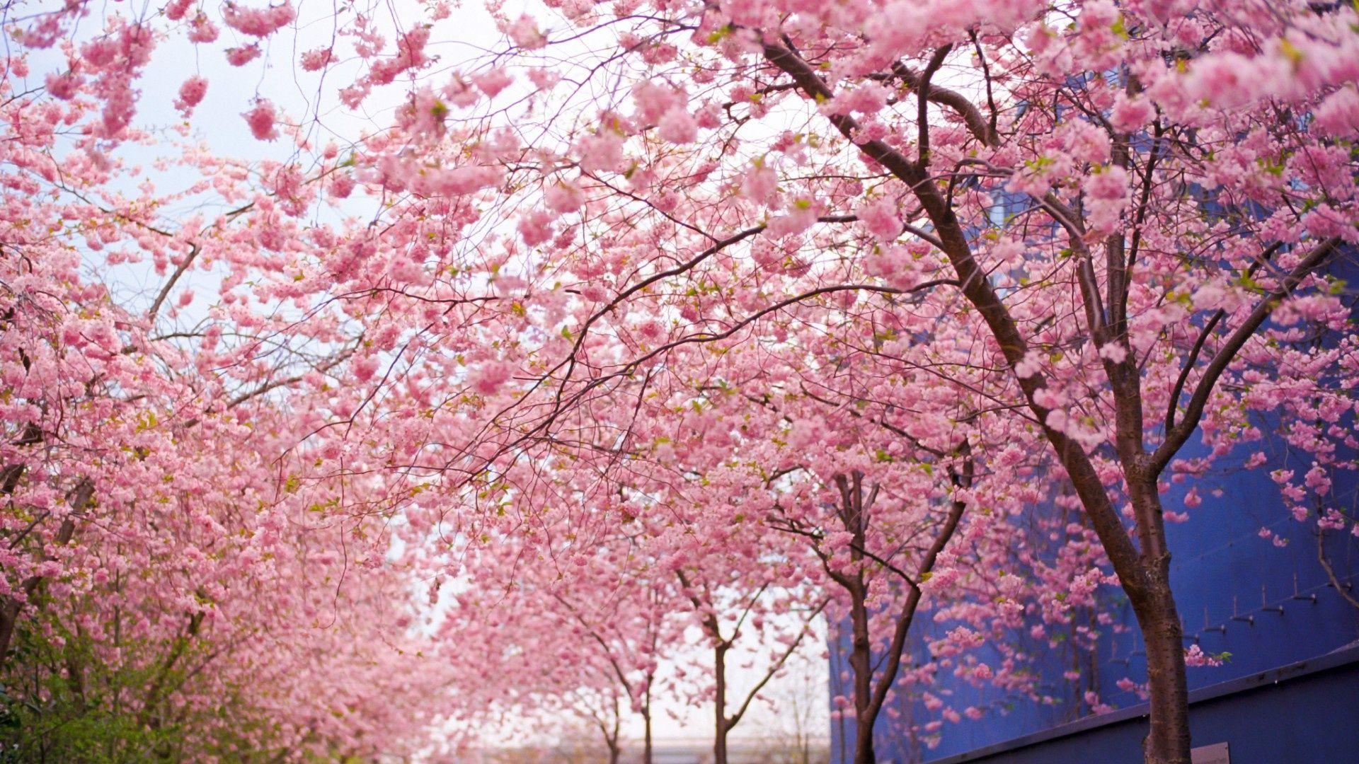 Spring Cherry Blossom Wallpapers Top Free Spring Cherry Blossom 