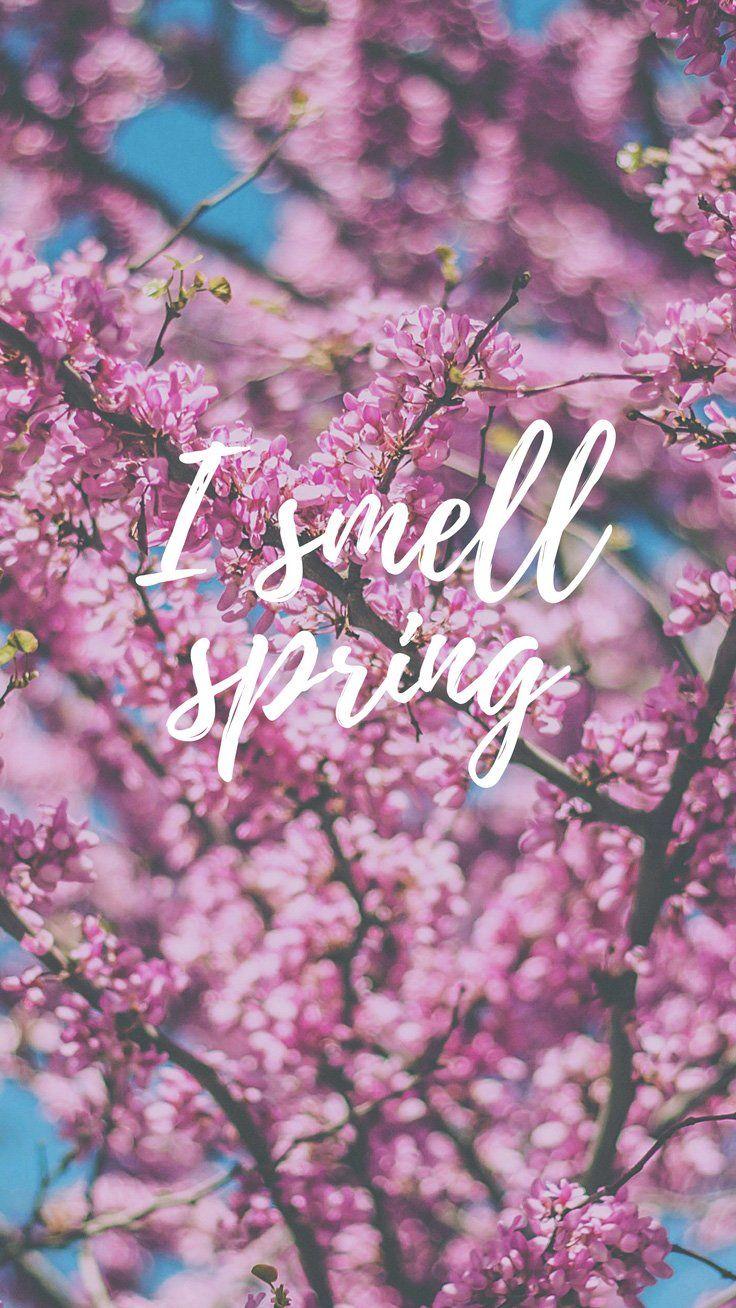 736x1308 Cherry Blossom iPhone Wallpaper Collection