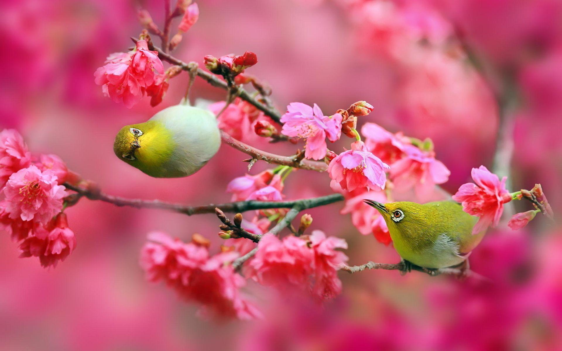 1920x1200 Cherry Blossoms Image Search Results. Trees