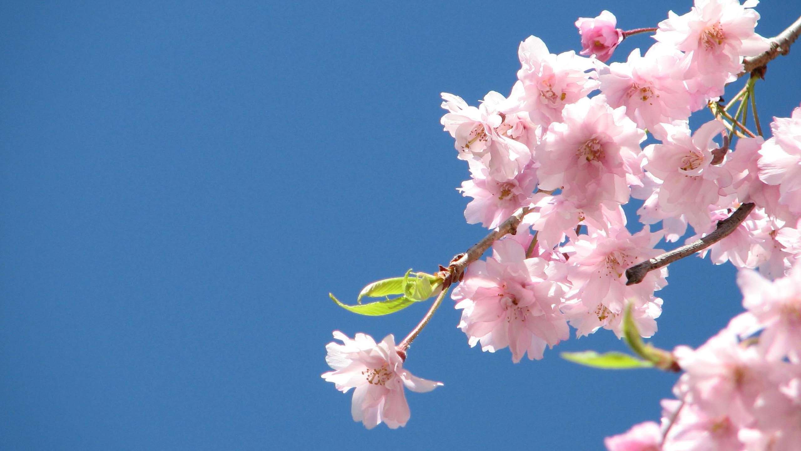 2560x1440 Happy First Day of Spring Cherry Blossoms 2560x1440 Flower Wallpaper