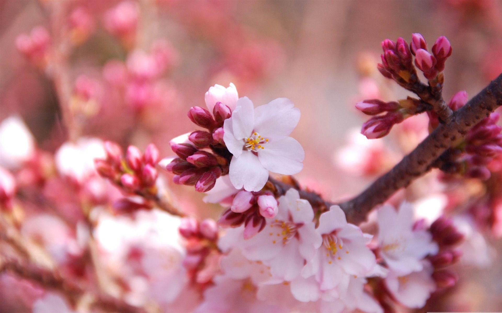 1920x1200 image Spring Desktop Wallpaper HD. Wallpaper. Spring