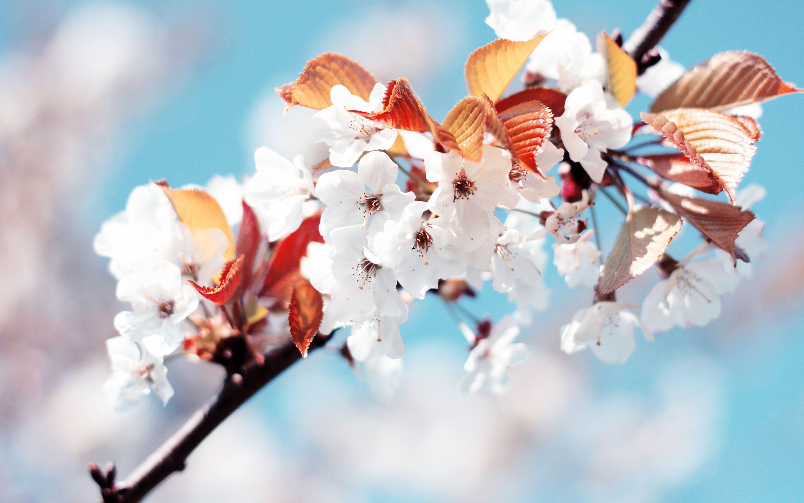 2560x1600 Wallpaper Cherry blossom, Cherry flowers, Spring, HD, Flowers