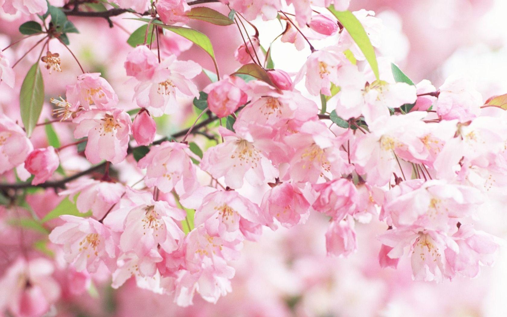 1680x1050 Cherry Blossom Wallpaper For Walls Remarkable 4 Download Cherry