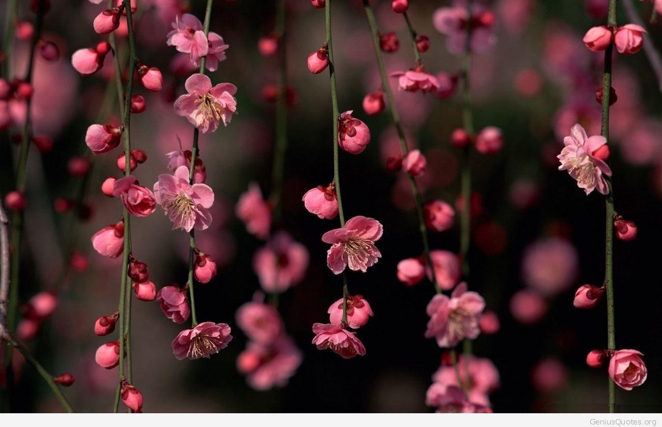 1300x839 Spring wallpaper cherry blossom
