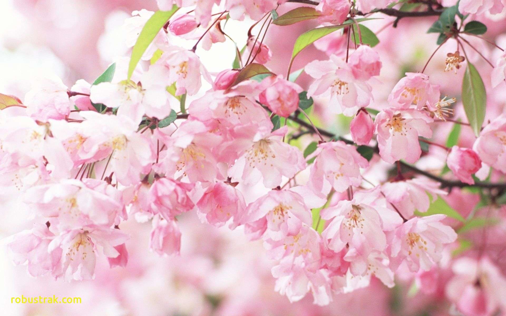 1920x1200 Fresh Cherry Blossom Wallpaper