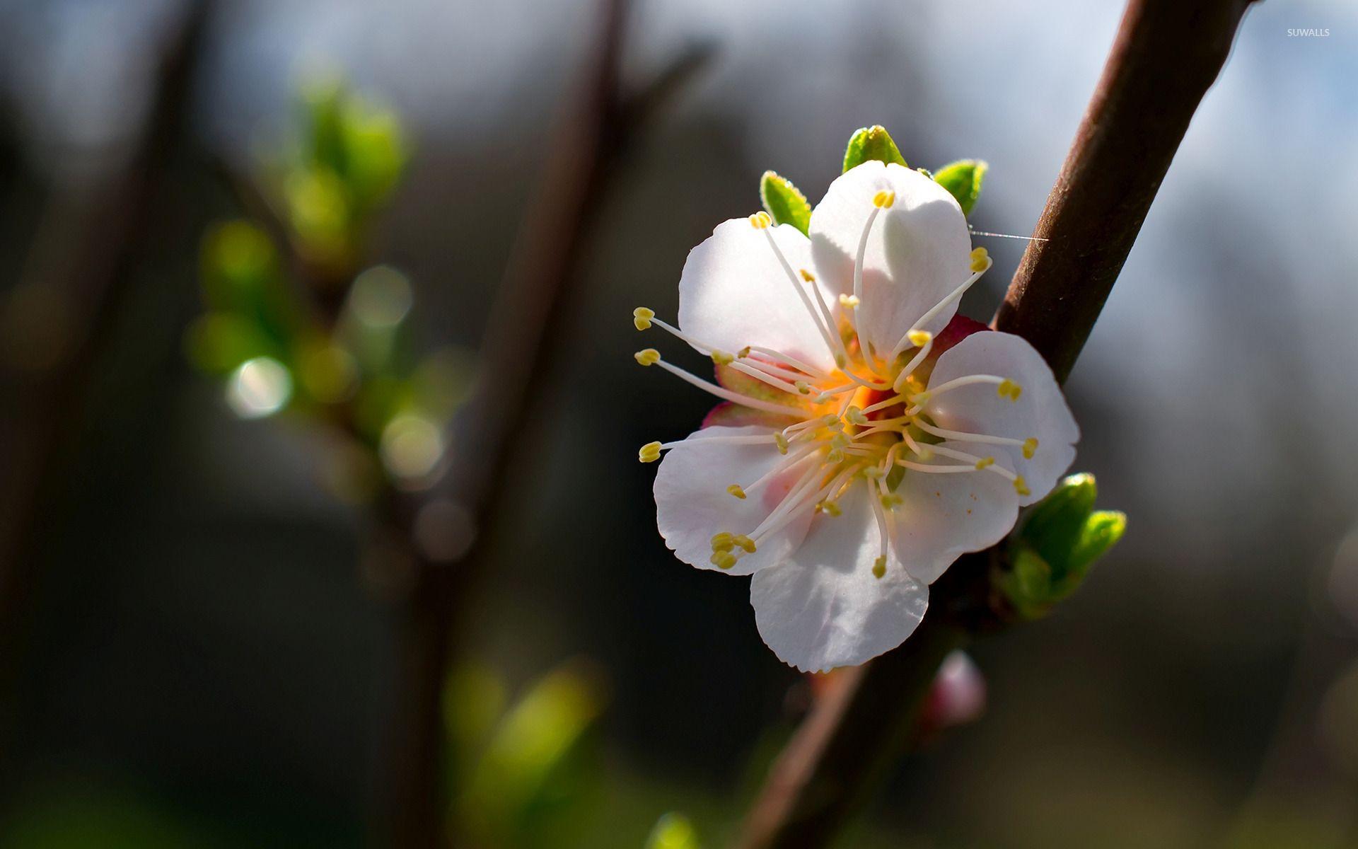 1920x1200 Spring cherry blossom wallpaper wallpaper