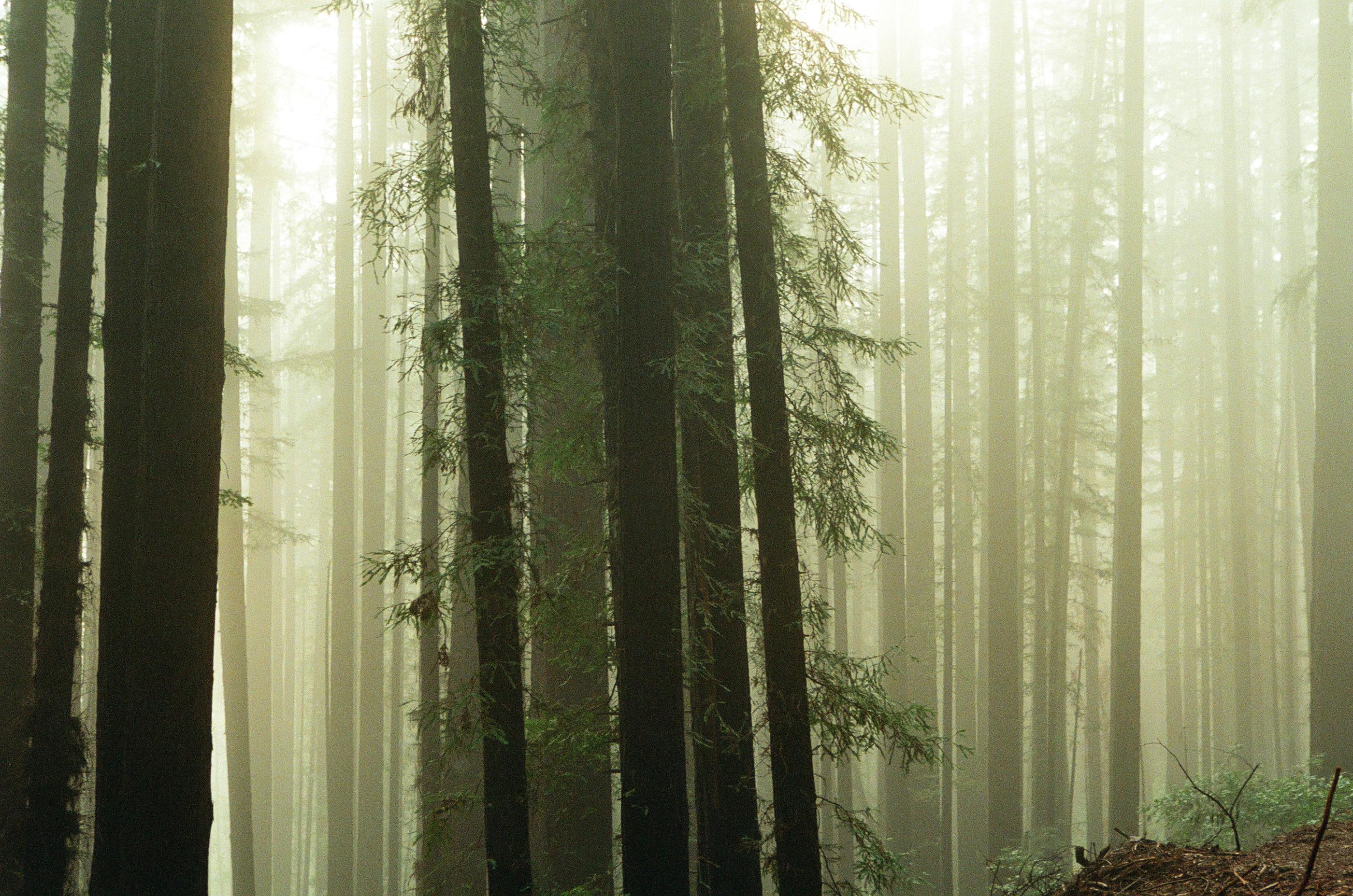 2800x1856 The Blue Fog Forests of Santa Cruz