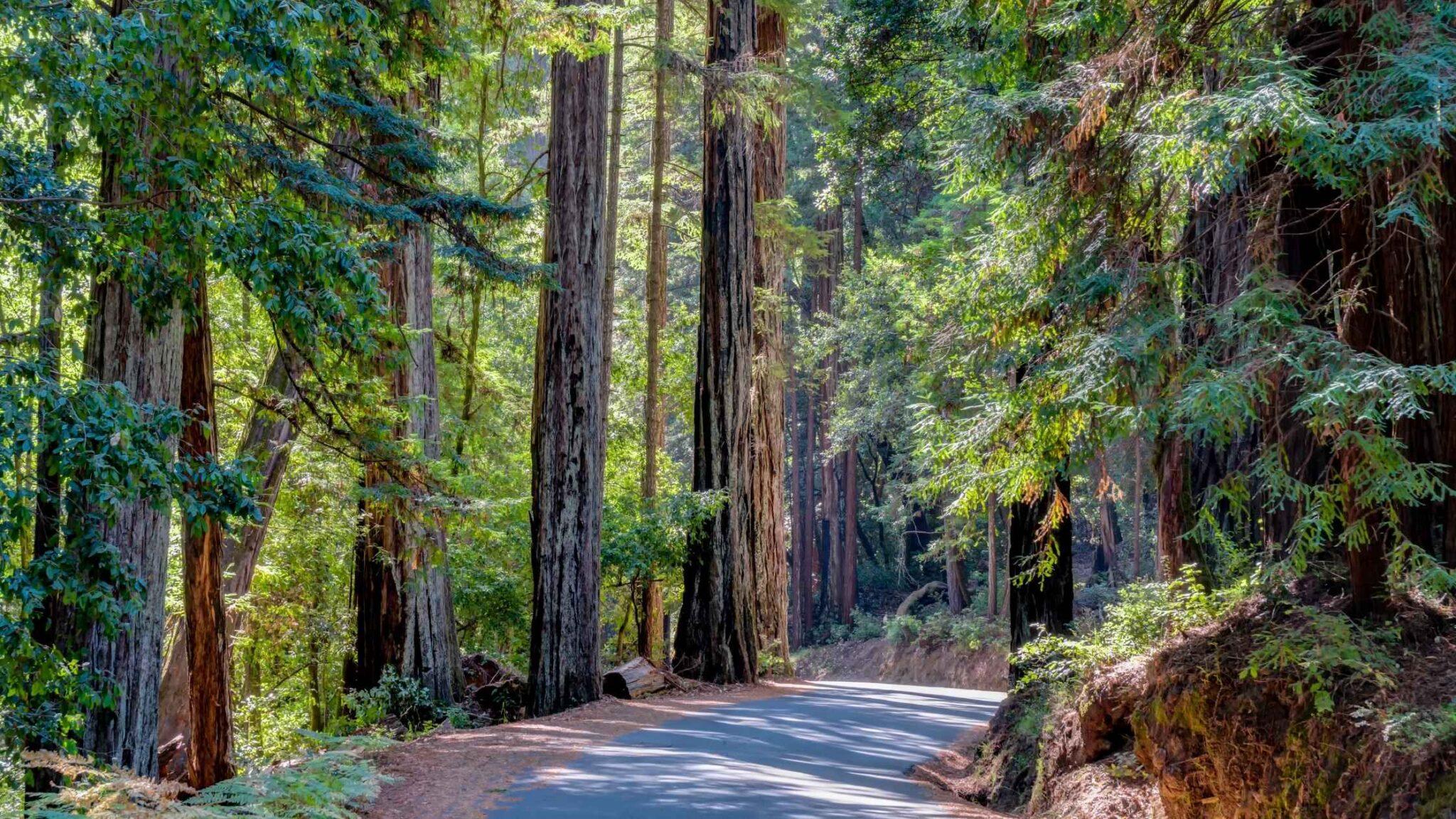 2048x1152 Best Hikes In Santa Cruz For Nature Lovers And Hikers