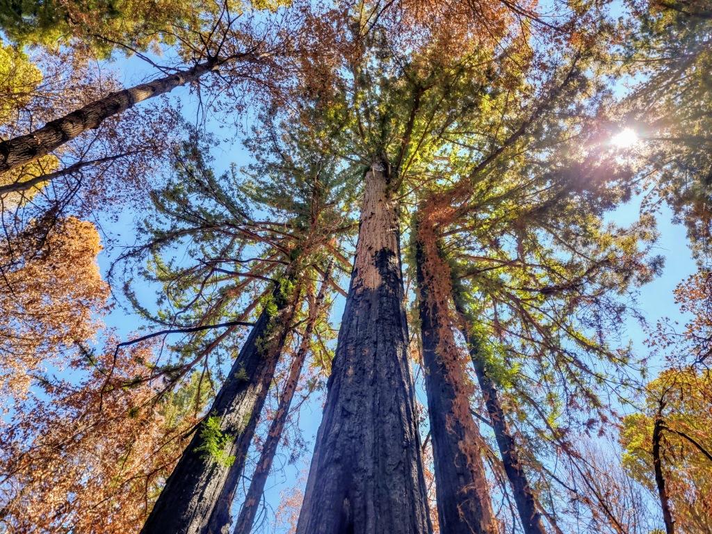 1024x768 A year after fire, burned Santa Cruz forests sprout with new life but growing takes time
