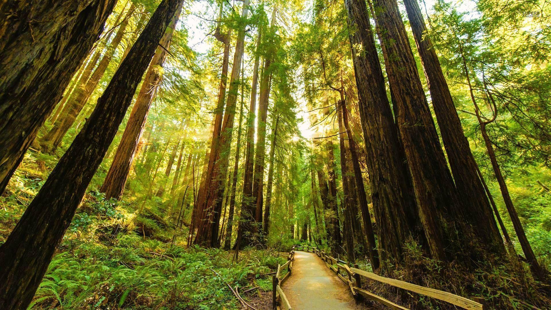 1920x1080 This idea that nature can inspire us to grow to greater heights, can nourish and setttle us, a reflection of our connection t. Redwood tree, Landscape trees, Tree