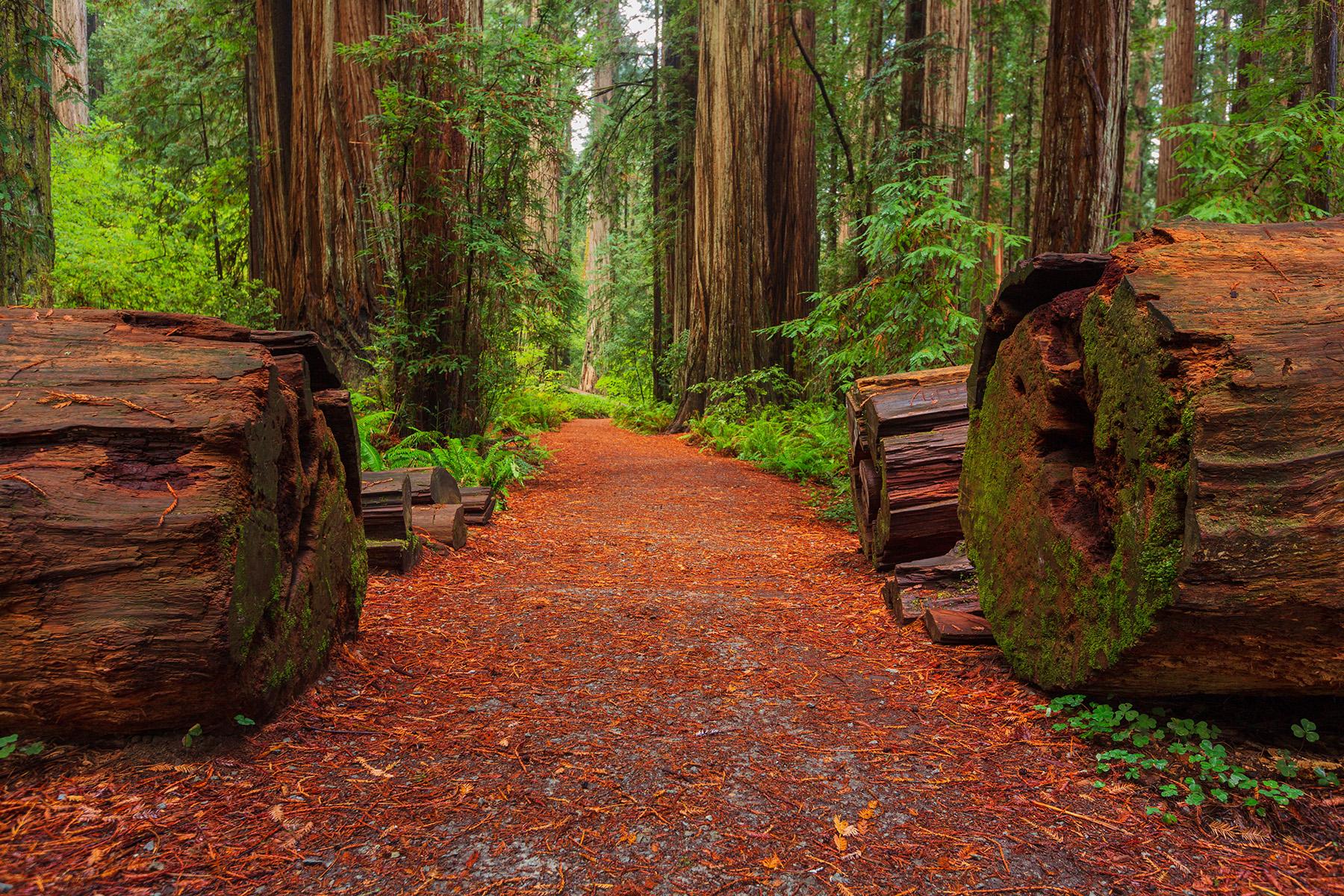 1800x1200 Santa Cruz Redwood. Out Of The Woods