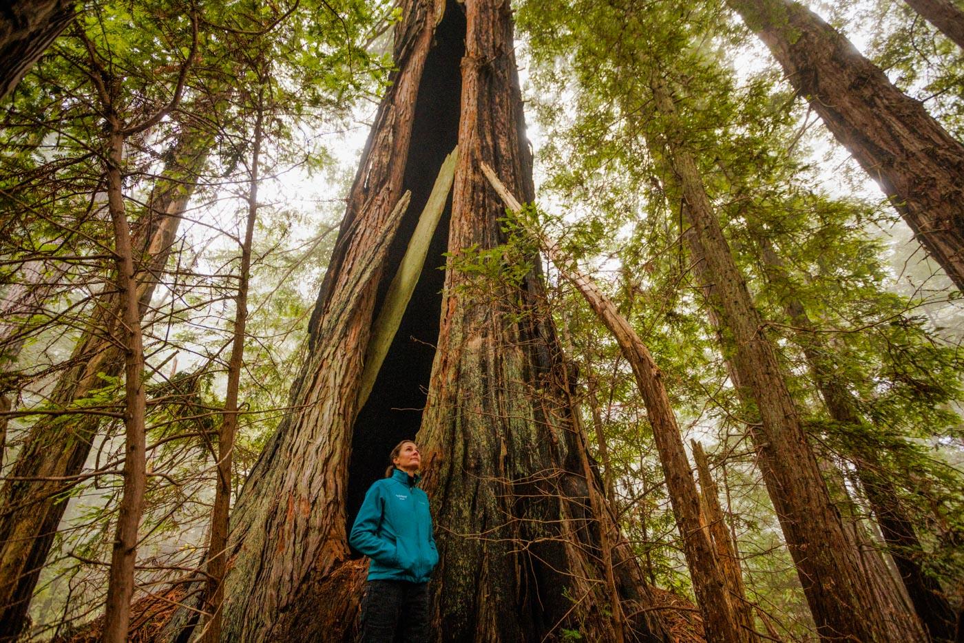 1400x934 Lost Coast Redwoods photo gallery. Save the Redwoods League
