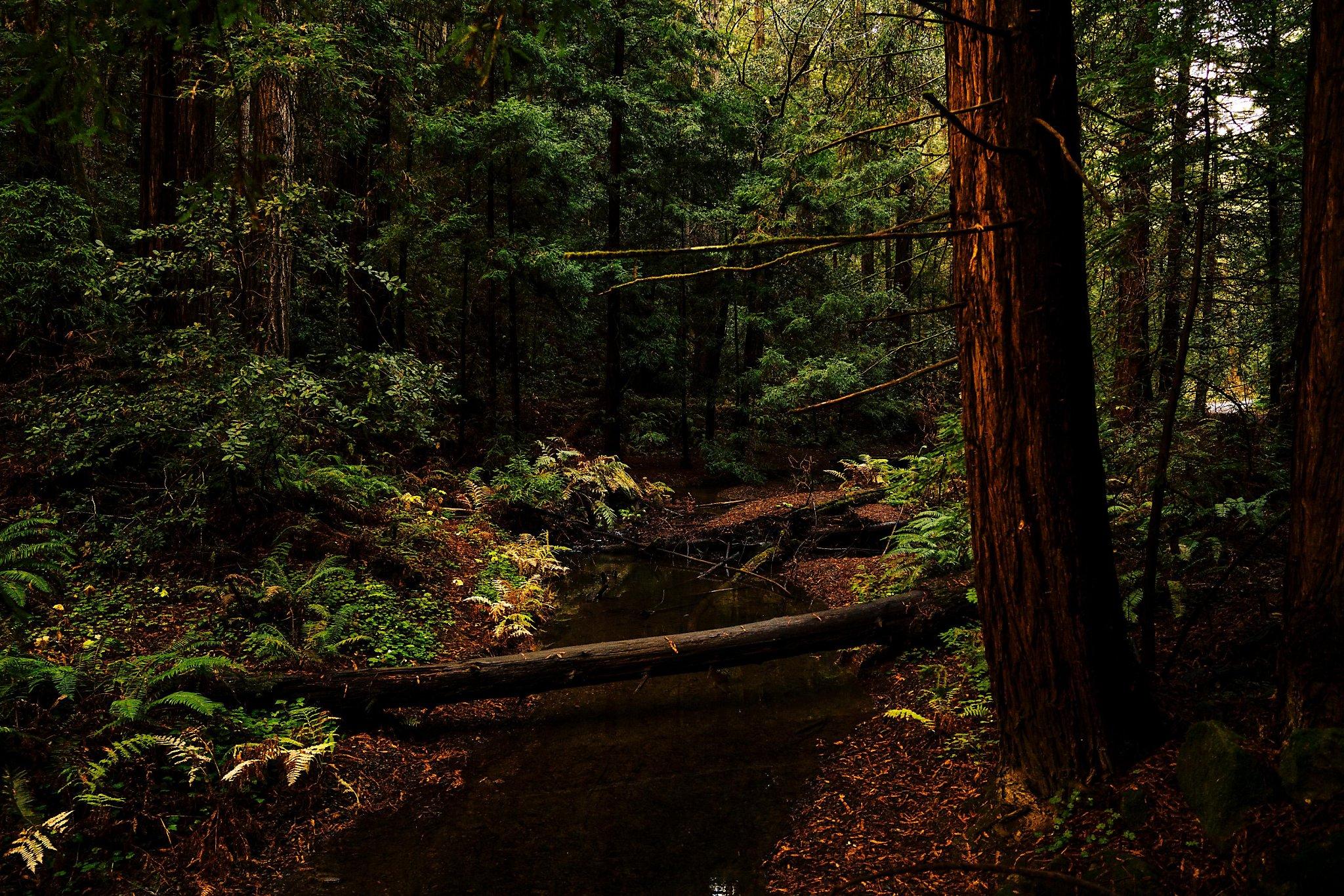 2048x1366 Huge chunk of Northern California redwoods preserved in unusual deal