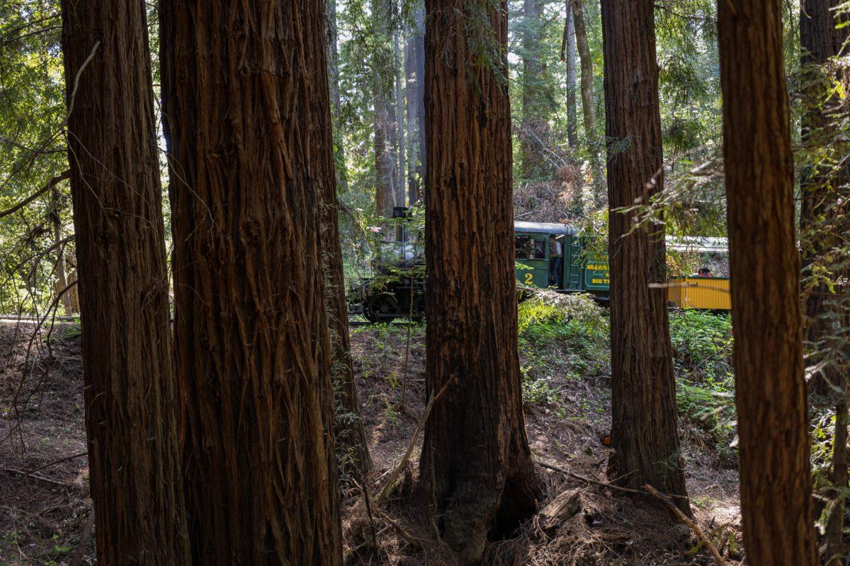 1200x800 Things to Do: Santa Cruz Redwoods and Coast Camp Guide