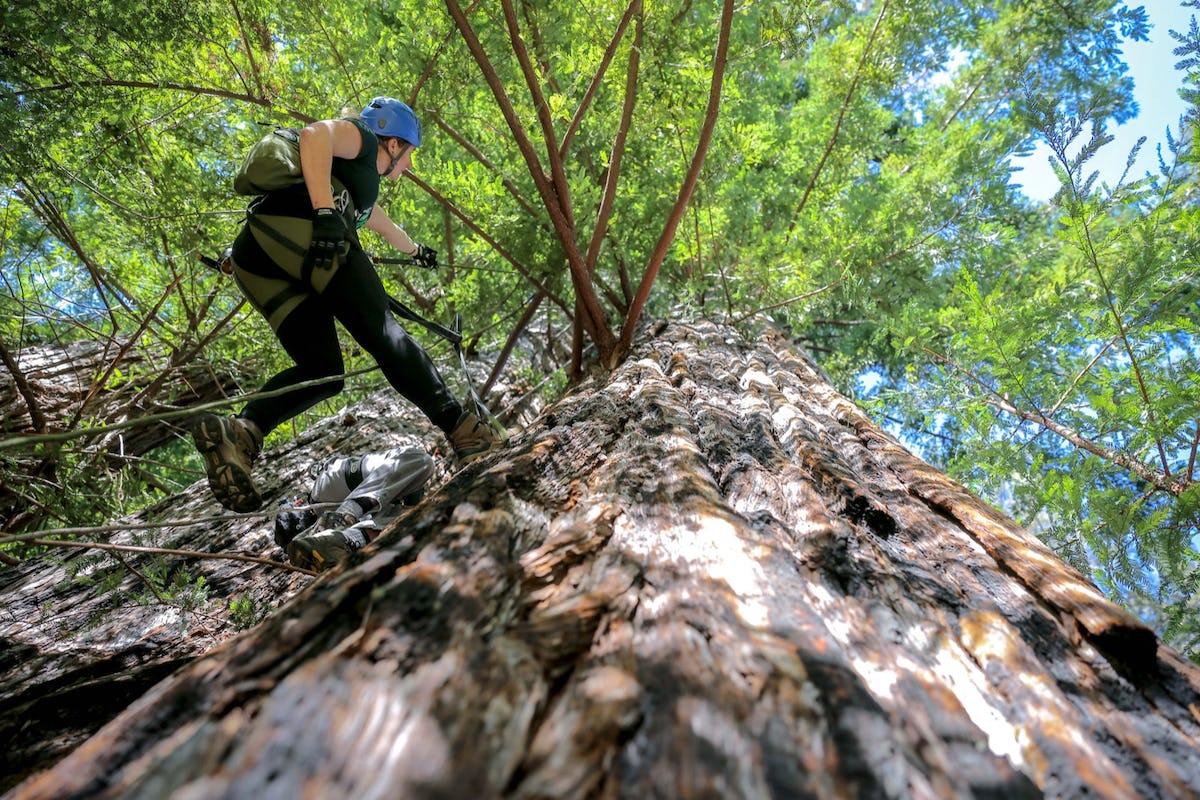 1200x800 amazing ways to experience California's redwoods