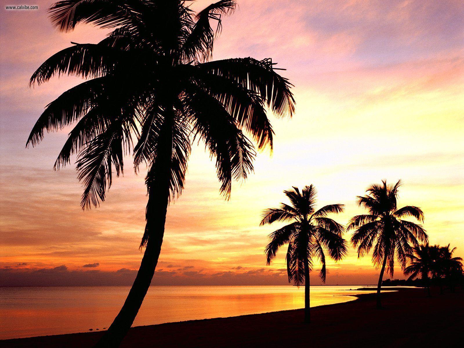 1600x1200 Sunset with Palm Trees # 5 (1600×1200). Key west sunset, Key west, Sunset