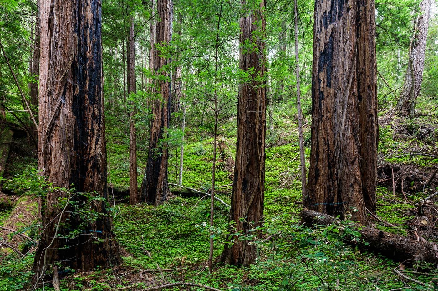 1400x933 Protecting Habitat from the Santa Cruz Mountains to the Pacific Ocean. Save the Redwoods League