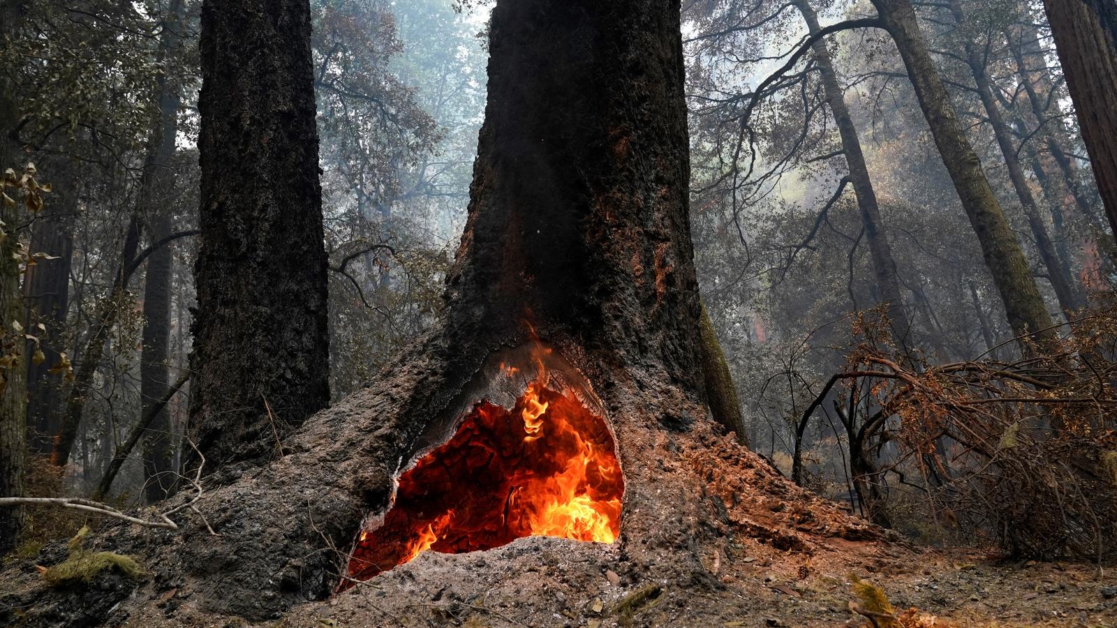 1600x900 Big Basin Redwoods State Park survives CZU Lightning Complex Fire; Photo show damage