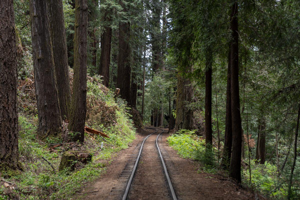 1200x800 Things to Do: Santa Cruz Redwoods and Coast Camp Guide