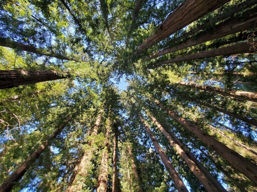 1024x768 Cathedral Redwoods Cruz, California Brunch Spots