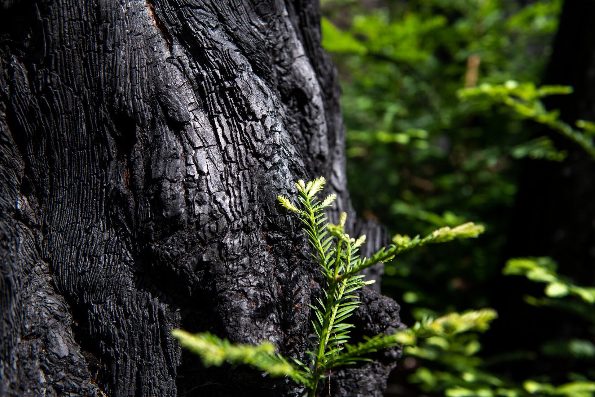 1920x1280 As Big Basin Finally Reopens, Indigenous Stewardship Key Among Plans for Park's Rebirth