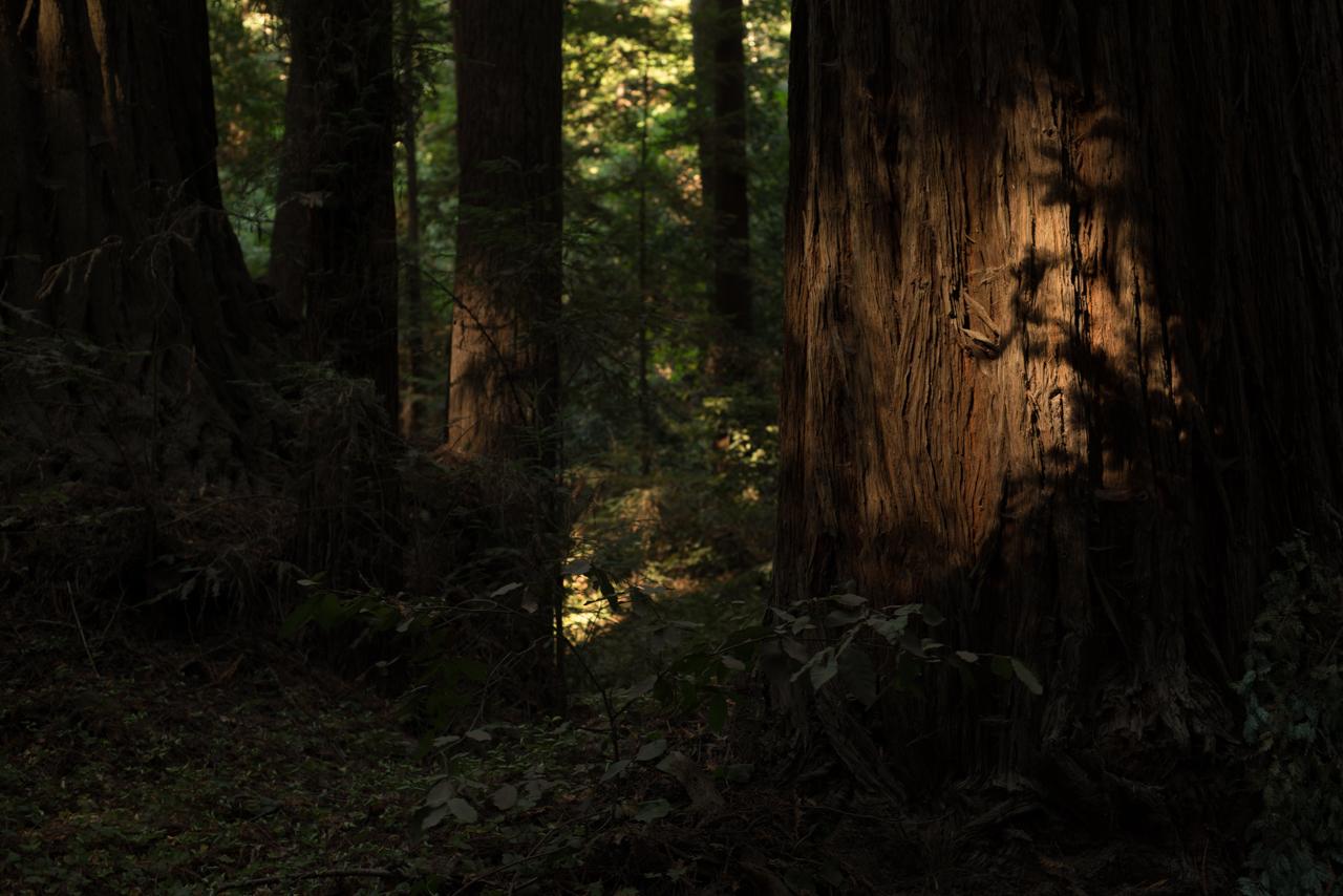 1280x854 The Redwood Before Buddha
