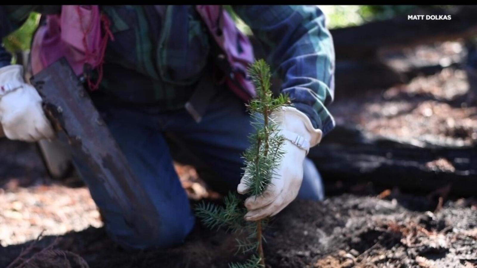 1600x900 Santa Cruz redwoods providing priceless lessons on how to save California forests from climate change San Francisco