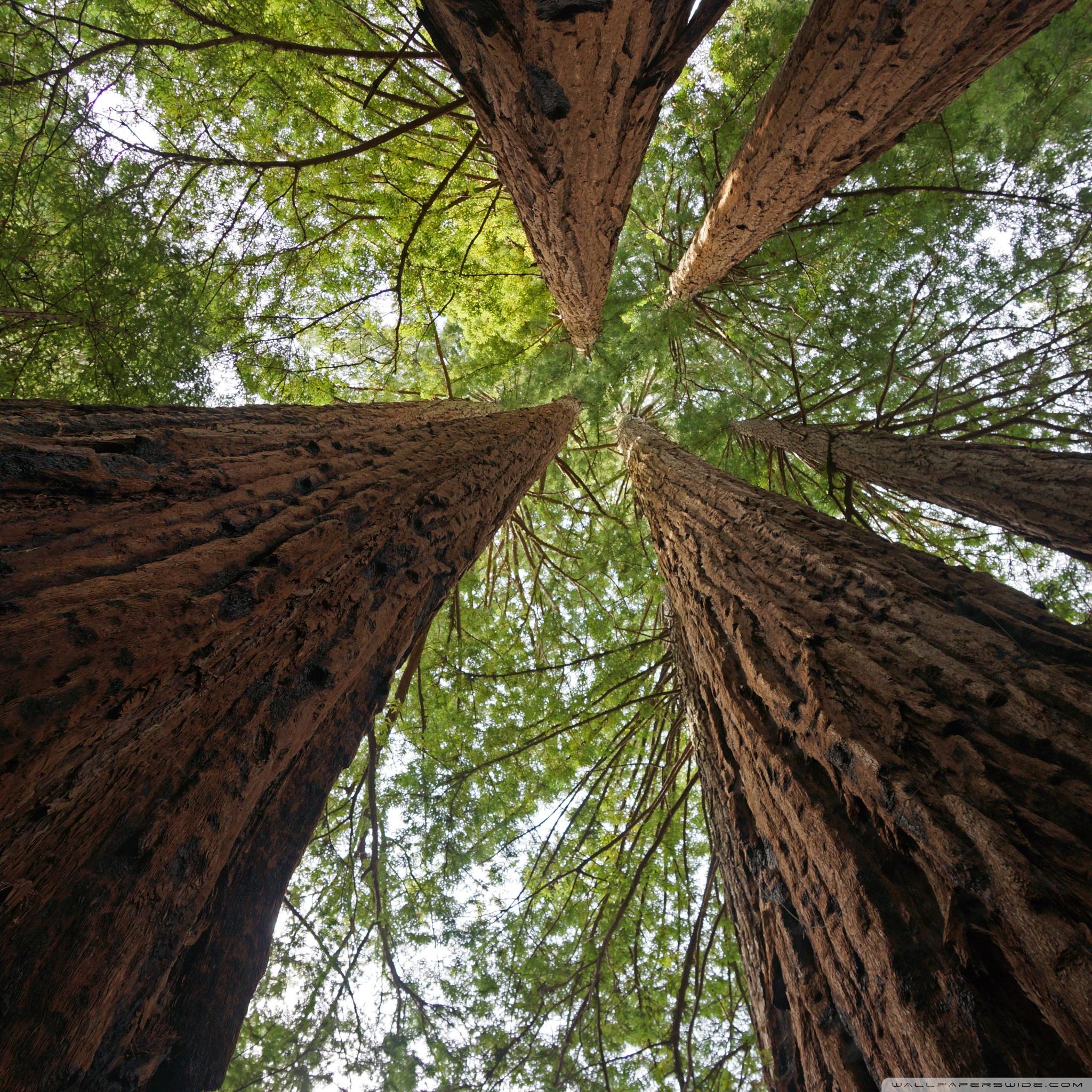 2048x2048 Big Basin Redwoods State Park Ultra HD Desktop Background Wallpaper for 4K UHD TV : Widescreen & UltraWide Desktop & Laptop : Tablet
