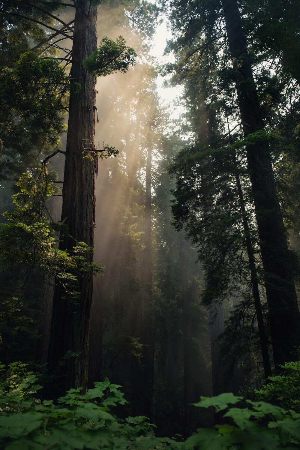 1000x1500 Redwoods Picture. Download Free Image