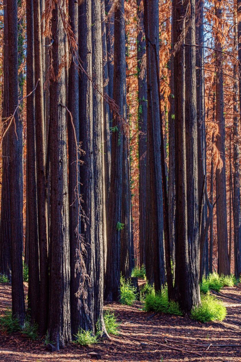 840x1260 Protecting Redwoods in the Santa Cruz Mountains Local Santa Cruz