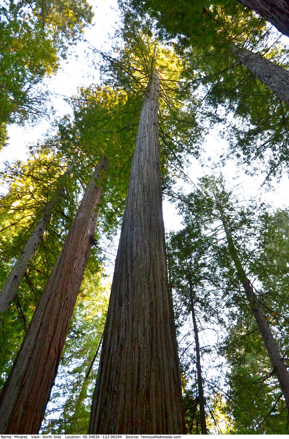 980x1485 Minaret Tree