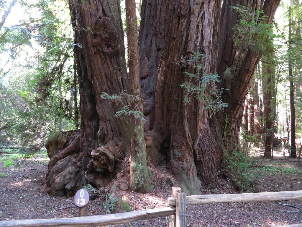 1024x768 Redwood Grove, Henry Cowell Redwoods State Park, Felton, C