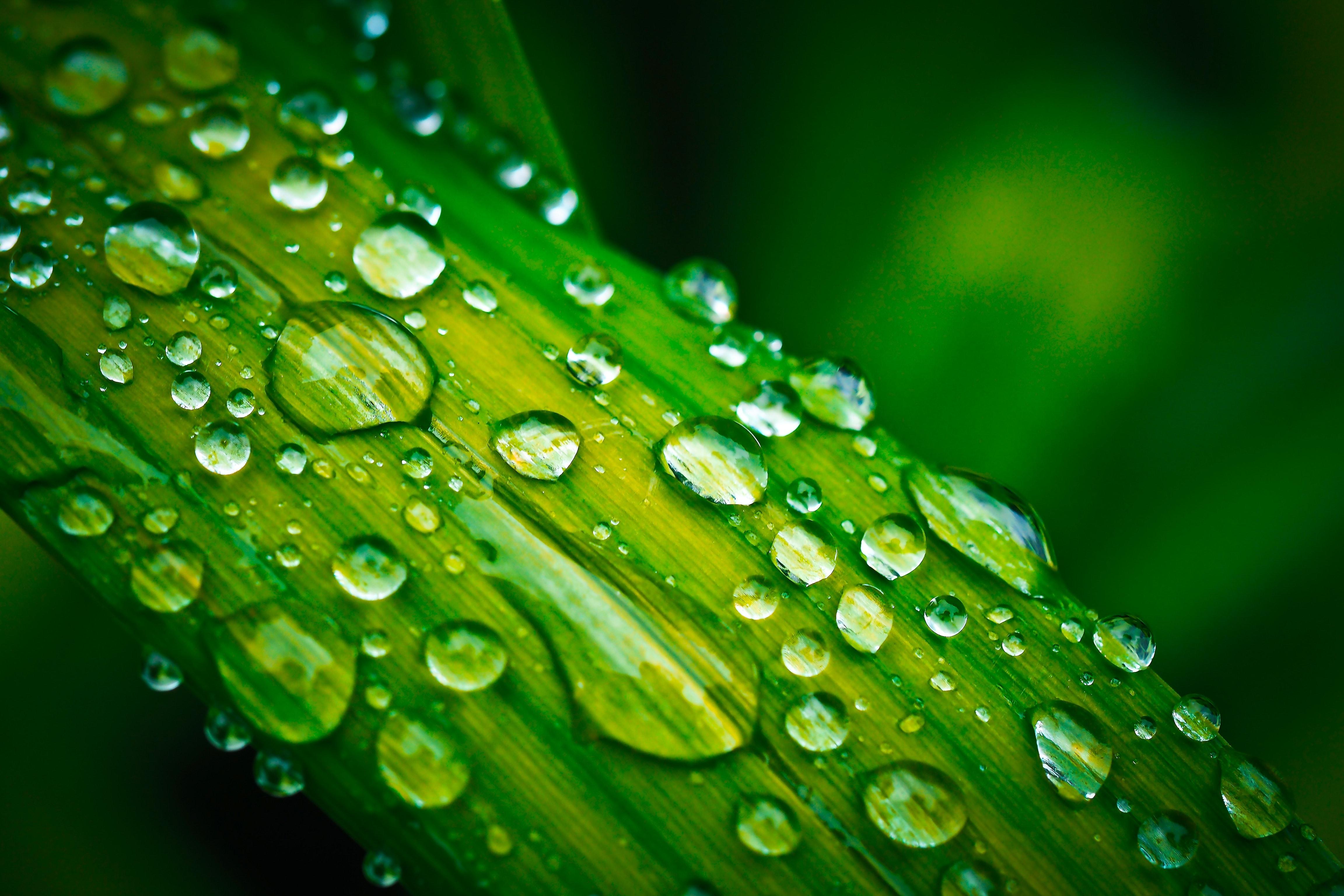 4608x3072 Drops Of Water Photo, Download Free Drops Of Water & HD Image