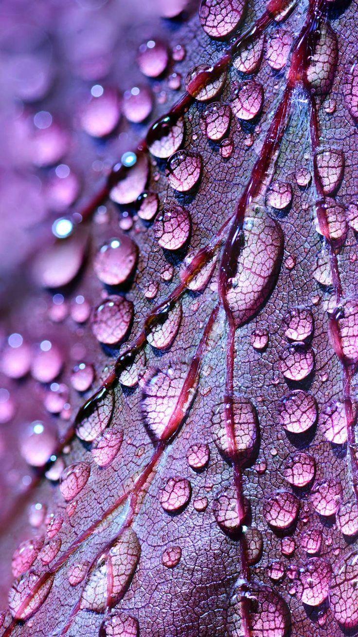 736x1308 Purple iPhone wallpaper HD lockscreen dewdrops drops water droplets on leaf. phone Backgro. Phone wallpaper boho, Background phone wallpaper, iPhone wallpaper