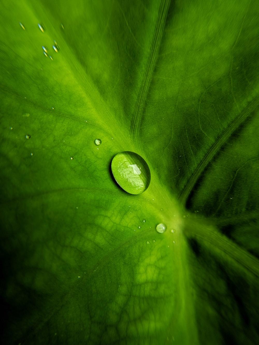 1000x1333 Water Drop Picture. Download Free Image