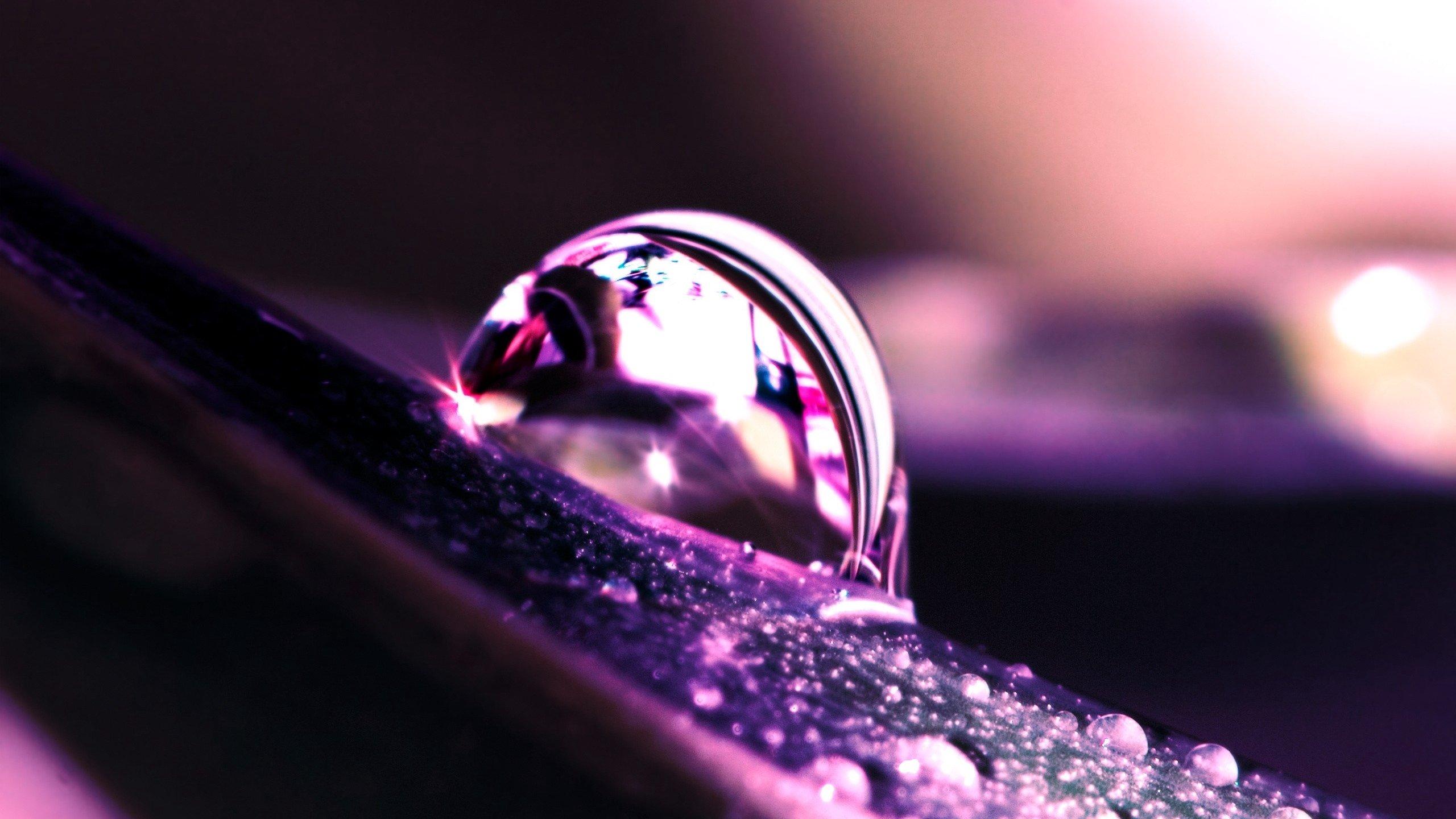 2560x1440 Purple Dew Drop HD wallpaper