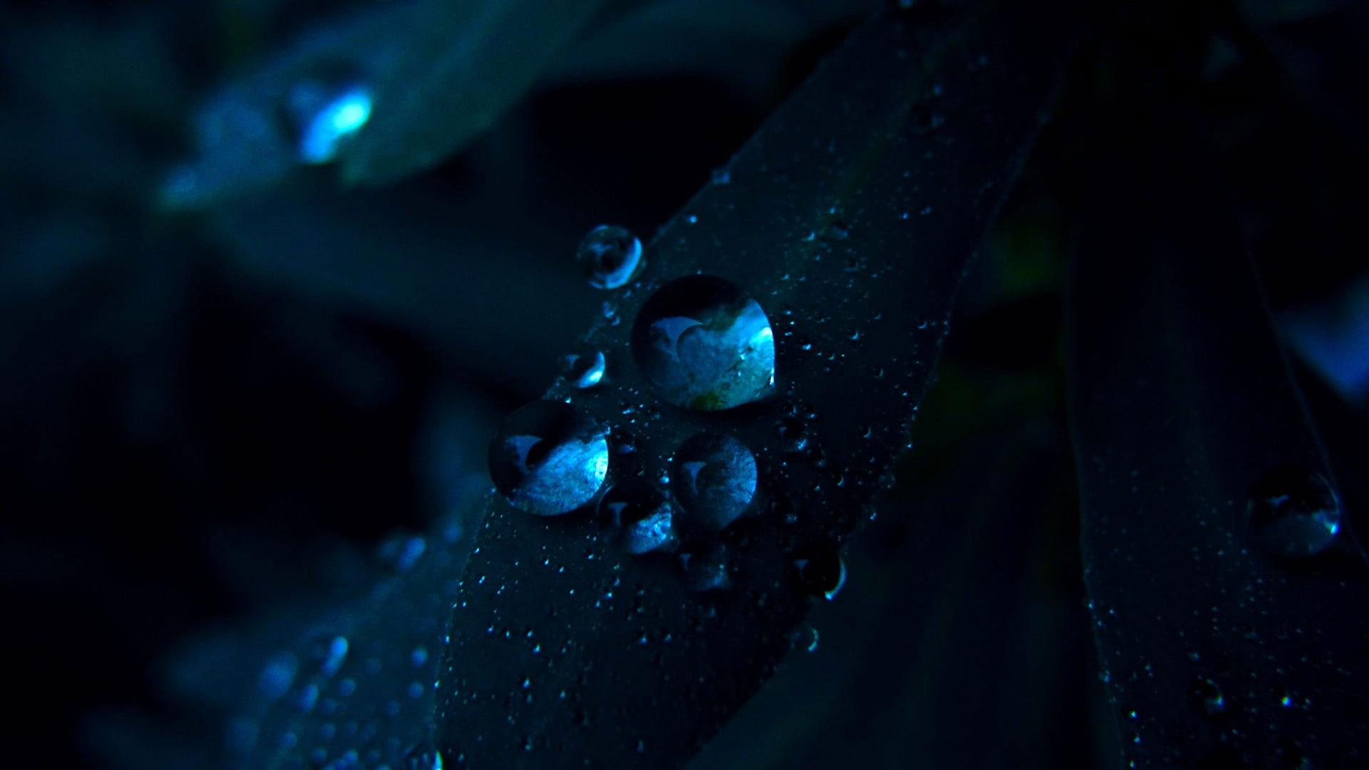 1920x1080 Water Drop On Leaf Wallpaper, Water Drops, Macro, Flowers, Nature, Dew