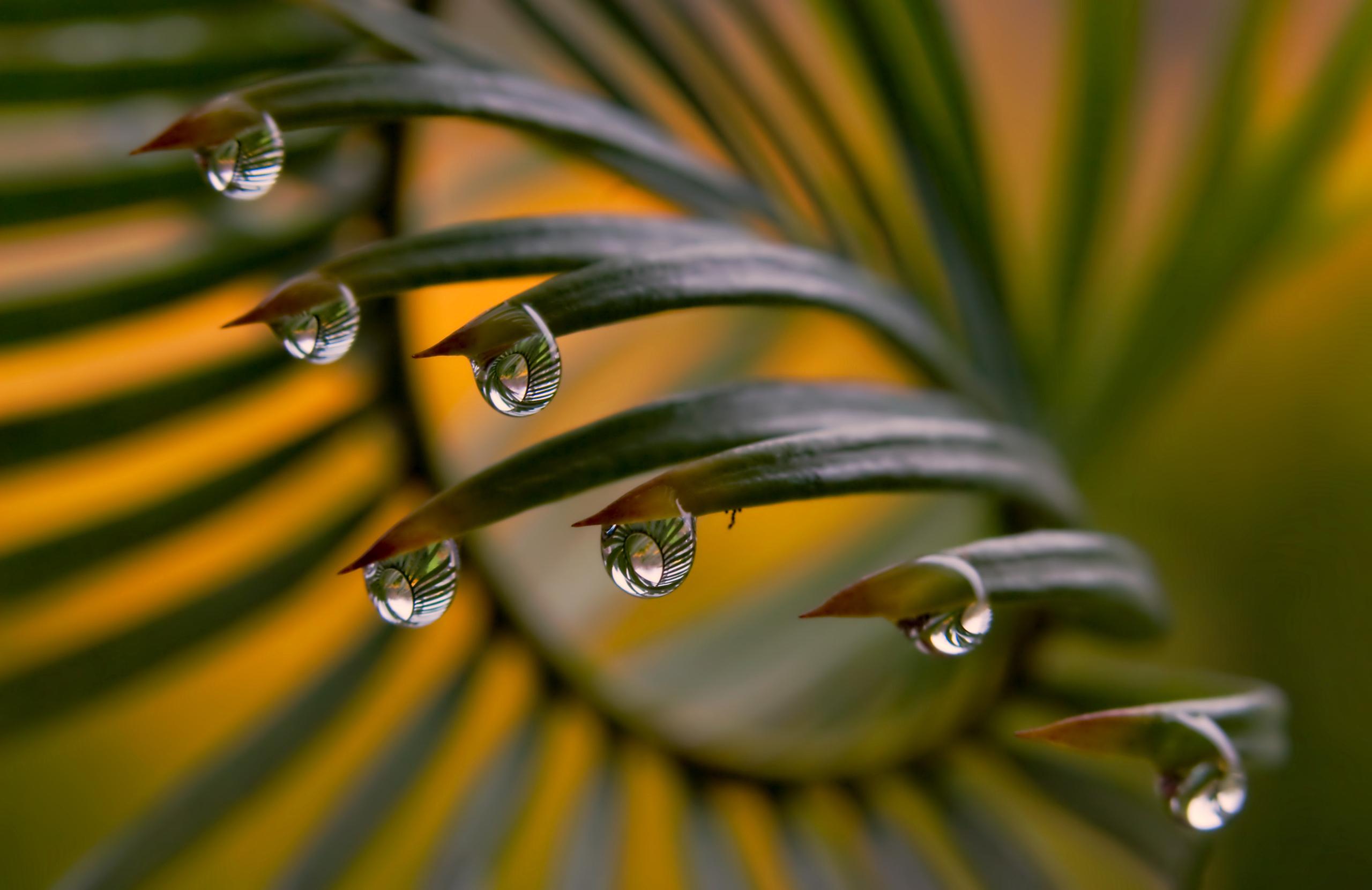 2560x1660 nature, Drop, Grass, Leaf, Garden, Green, Hd, Wallpaper HD / Desktop and Mobile Background