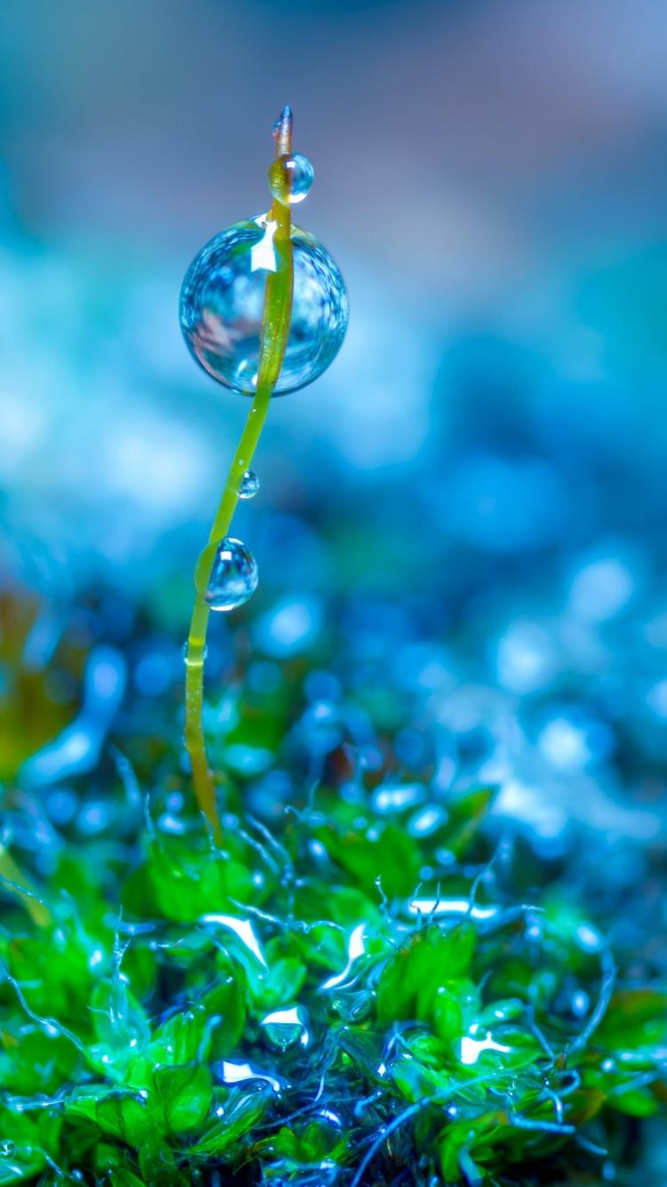 750x1334 Download wallpaper 750x1334 green leaves, close up, water drops, iphone iphone 750x1334 HD background, 25121