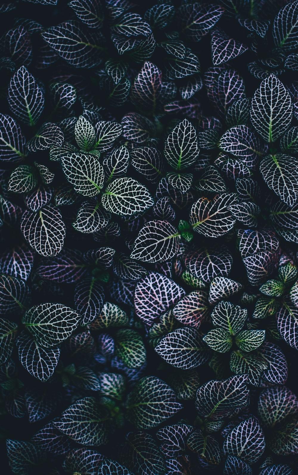 1000x1593 green witch aesthetic best free green, plant, flower and flora photo